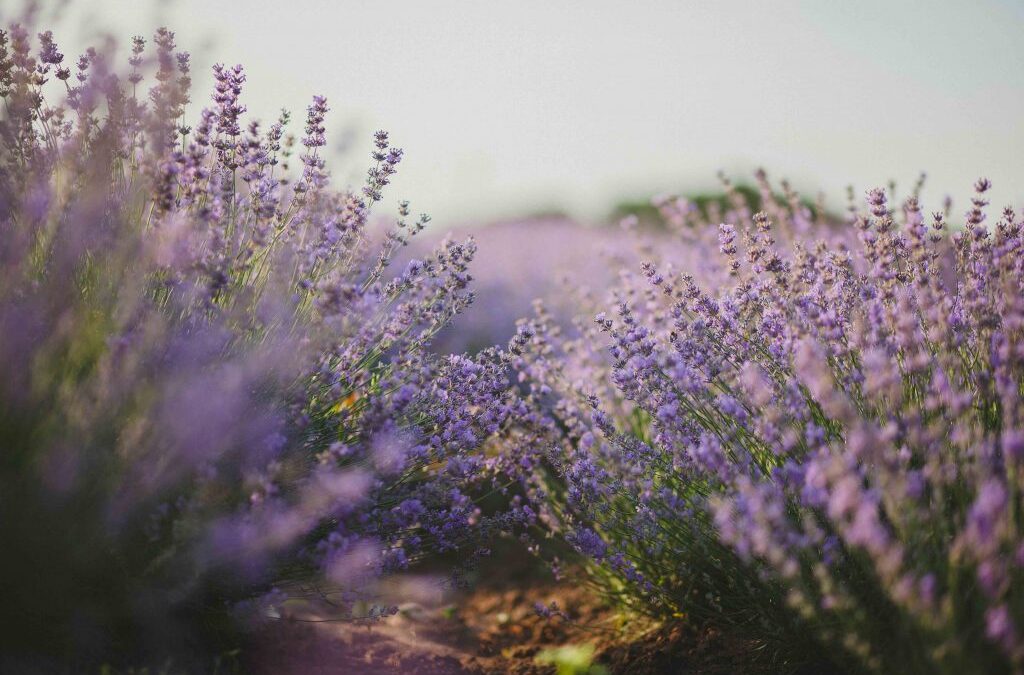 Les fragances de la Lavande …