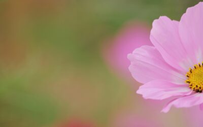 La blessure de rejet